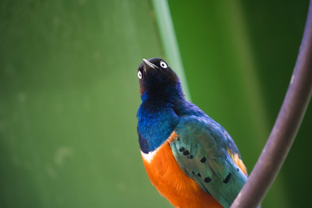 200mm F4 1/200 Sek. ISO 400